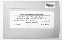 Peronospora potentillae image